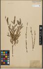 Foto von Salix purpurea L. x Salix repens L.